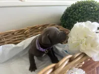 Athena, a female Cane Corso for sale in Sarasota, FL – 5 of 5