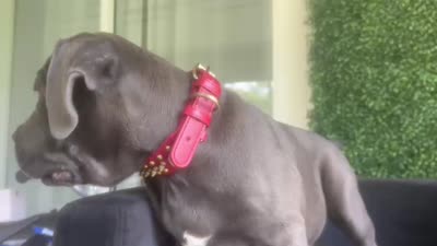 Nickname Artemis/ Dora Explora, a female Cane Corso for sale in Sarasota, FL – 6 of 10