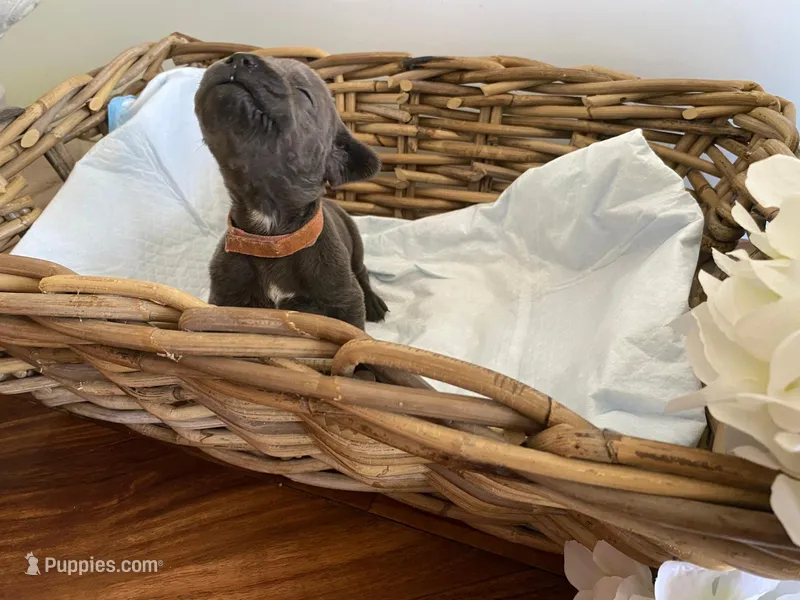 Athena – Cane Corso puppy for sale in Sarasota, FL