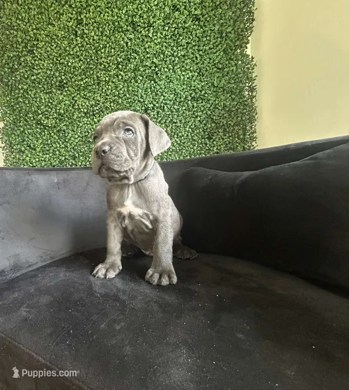 Nickname Thor - Houdini – Cane Corso puppy for sale in Sarasota, FL