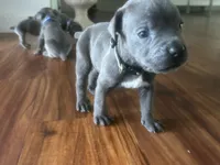 Nickname Thor - Houdini, a male Cane Corso for sale in Sarasota, FL – 3 of 9