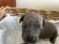 Houdini, a male Cane Corso for sale in Sarasota, FL – 3 of 6