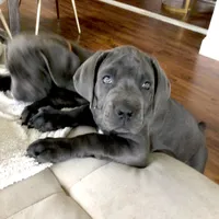 Nickname Athena, a female Cane Corso for sale in Sarasota, FL – 2 of 10