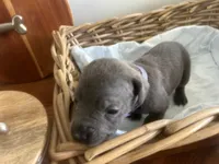 Athena, a female Cane Corso for sale in Sarasota, FL – 4 of 5