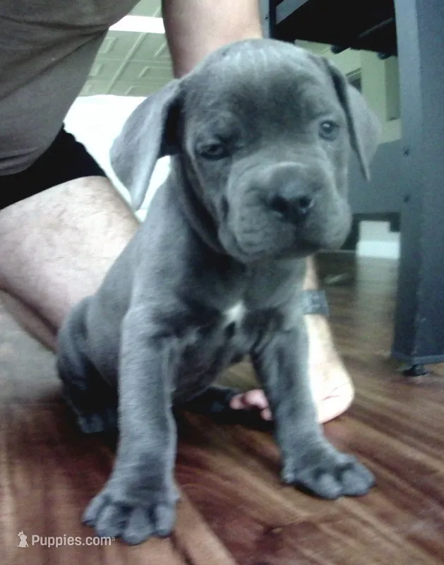 Nickname Reyna - Olive – Cane Corso puppy for sale in Sarasota, FL