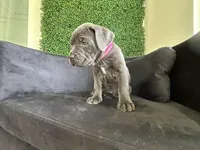 Nickname Athena, a female Cane Corso for sale in Sarasota, FL – 7 of 10