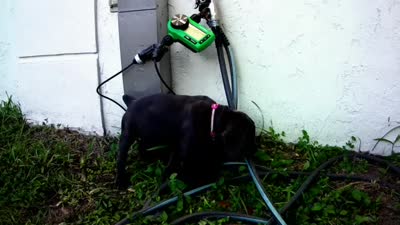 Nickname Athena, a female Cane Corso for sale in Sarasota, FL – 10 of 10