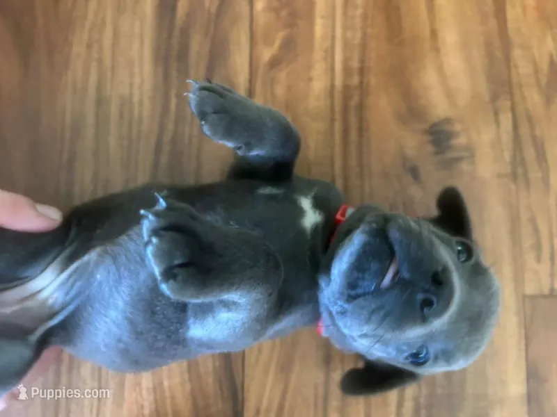 Nickname Dora Explora – Cane Corso puppy for sale in Sarasota, FL