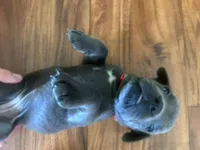 Nickname Dora Explora, a female Cane Corso for sale in Sarasota, FL – 1 of 10