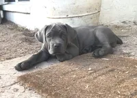 Nickname Bella , a female Cane Corso for sale in Sarasota, FL – 4 of 10