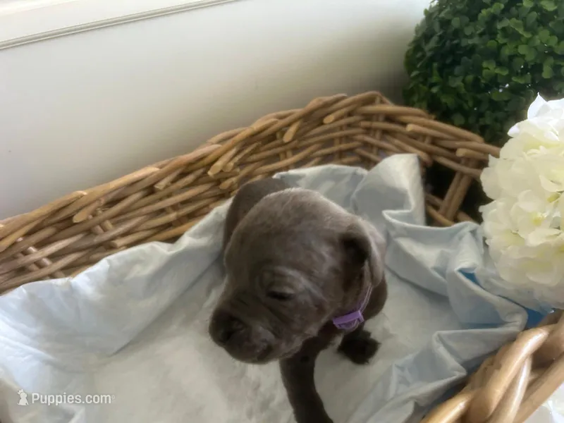 Athena – Cane Corso puppy for sale in Sarasota, FL