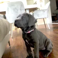 Nickname Reyna - Olive, a female Cane Corso for sale in Sarasota, FL – 2 of 10