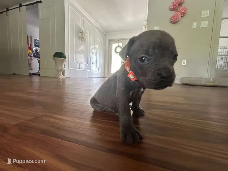 Nickname Bella  – Cane Corso puppy for sale in Sarasota, FL
