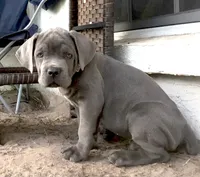 Nickname Reyna - Olive, a female Cane Corso for sale in Sarasota, FL – 4 of 10