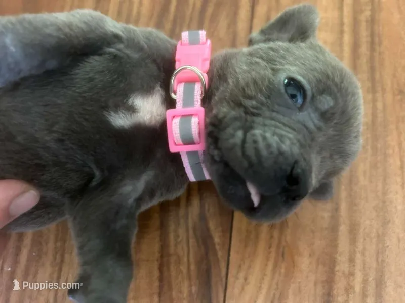 Nickname Reyna - Olive – Cane Corso puppy for sale in Sarasota, FL