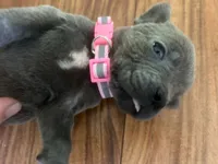 Nickname Reyna - Olive, a female Cane Corso for sale in Sarasota, FL – 1 of 9