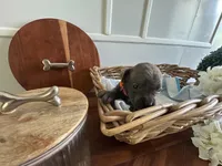 Lalaland, a female Cane Corso for sale in Sarasota, FL – 1 of 2