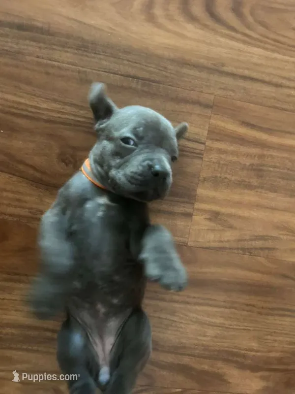 Nickname Bella  – Cane Corso puppy for sale in Sarasota, FL