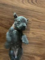 Nickname Bella , a female Cane Corso for sale in Sarasota, FL – 1 of 8