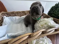 Godzilla, a male Cane Corso for sale in Sarasota, FL – 7 of 7