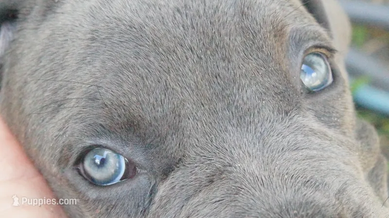 Nickname Bella  – Cane Corso puppy for sale in Sarasota, FL
