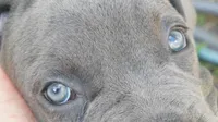 Nickname Bella , a female Cane Corso for sale in Sarasota, FL – 1 of 10