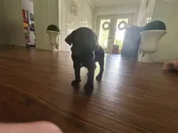 Nickname Athena, a female Cane Corso for sale in Sarasota, FL – 8 of 9