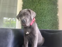 Nickname Artemis/ Dora Explora, a female Cane Corso for sale in Sarasota, FL – 1 of 10