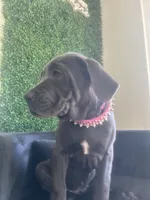 Nickname Athena, a female Cane Corso for sale in Sarasota, FL – 4 of 10