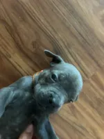 Nickname Bella , a female Cane Corso for sale in Sarasota, FL – 2 of 8