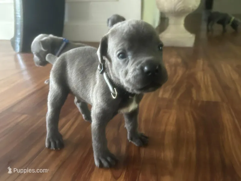 Nickname Thor - Houdini – Cane Corso puppy for sale in Sarasota, FL