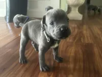 Nickname Thor - Houdini, a male Cane Corso for sale in Sarasota, FL – 1 of 9