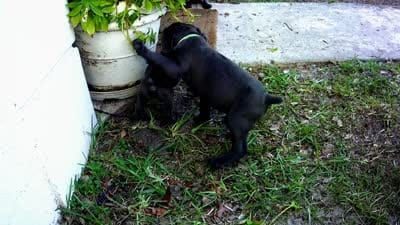 Nickname Reyna - Olive, a female Cane Corso for sale in Sarasota, FL – 10 of 10