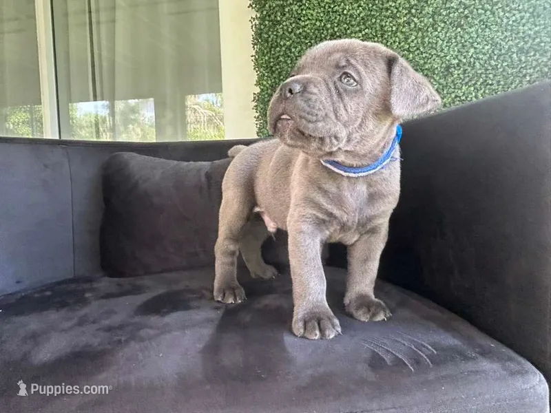 Nickname Atlas - Gordon  – Cane Corso puppy for sale in Sarasota, FL