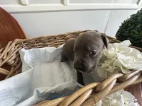 Godzilla, a male Cane Corso for sale in Sarasota, FL – 4 of 7
