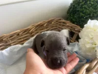 Athena, a female Cane Corso for sale in Sarasota, FL – 3 of 5
