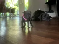 Nickname Reyna - Olive, a female Cane Corso for sale in Sarasota, FL – 4 of 9