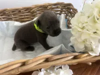 Baymax, a male Cane Corso for sale in Sarasota, FL – 3 of 8