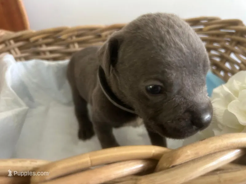 Houdini – Cane Corso puppy for sale in Sarasota, FL