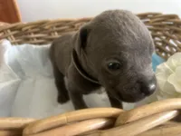 Houdini, a male Cane Corso for sale in Sarasota, FL – 1 of 6