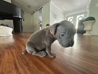 Nickname Bella , a female Cane Corso for sale in Sarasota, FL – 8 of 8