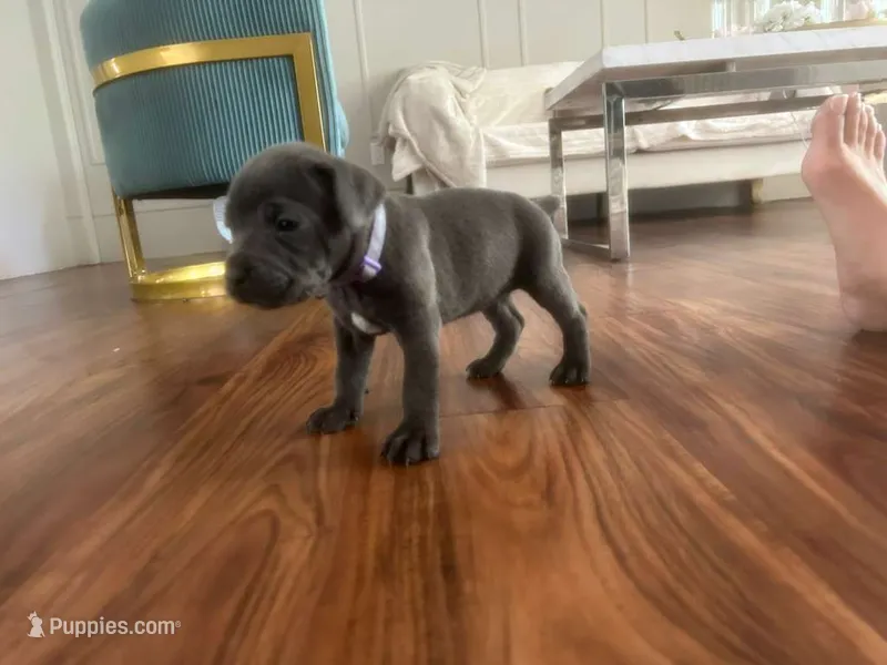 Nickname Athena – Cane Corso puppy for sale in Sarasota, FL