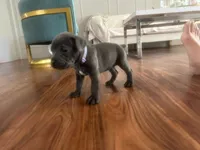 Nickname Athena, a female Cane Corso for sale in Sarasota, FL – 1 of 9