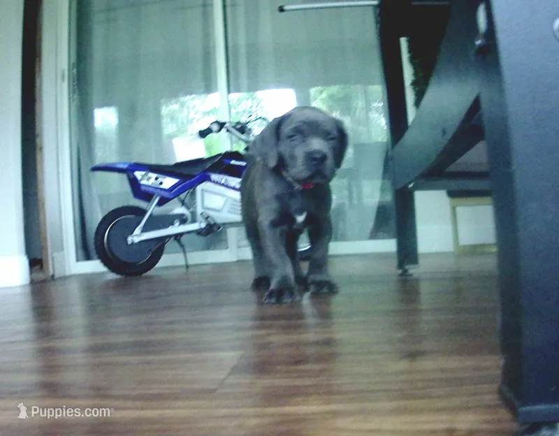 Nickname Artemis/ Dora Explora – Cane Corso puppy for sale in Sarasota, FL