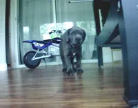 Nickname Artemis/ Dora Explora, a female Cane Corso for sale in Sarasota, FL – 1 of 10