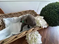 Godzilla, a male Cane Corso for sale in Sarasota, FL – 6 of 7