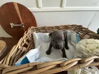 Houdini, a male Cane Corso for sale in Sarasota, FL – 4 of 6