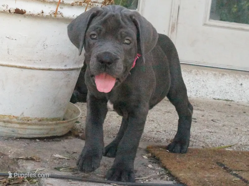 Nickname Athena – Cane Corso puppy for sale in Sarasota, FL