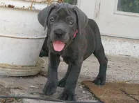 Nickname Athena, a female Cane Corso for sale in Sarasota, FL – 1 of 10