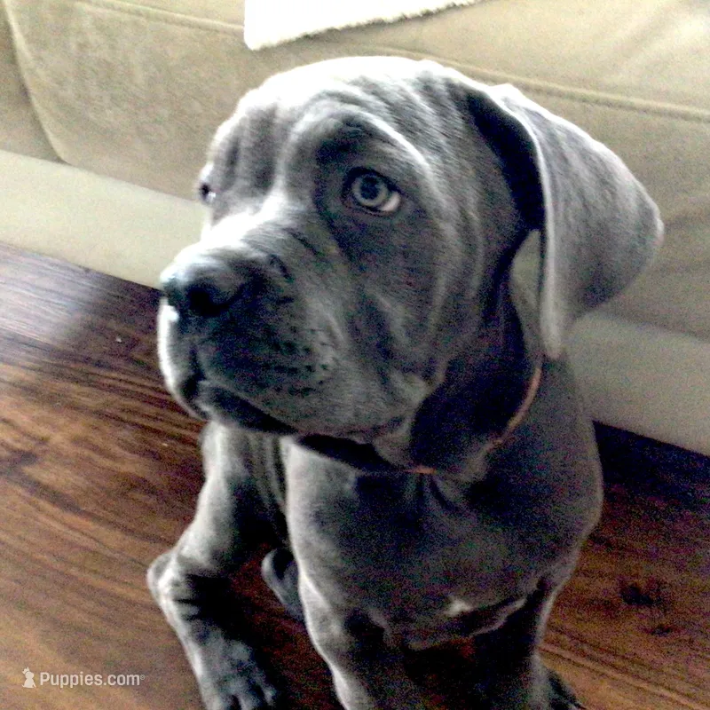 Nickname Reyna - Olive – Cane Corso puppy for sale in Sarasota, FL